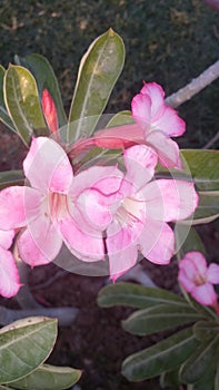 Pink flowers representÂ grace, gentility, and happiness.Â 